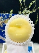 Đào Tuyết Okayama